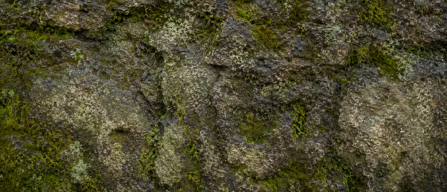 Textura de musgo