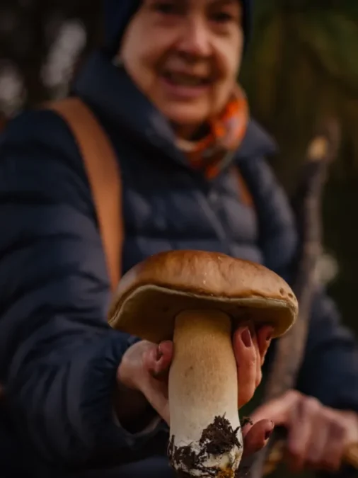 Conheça a experiência dos cogumelos selvagens
