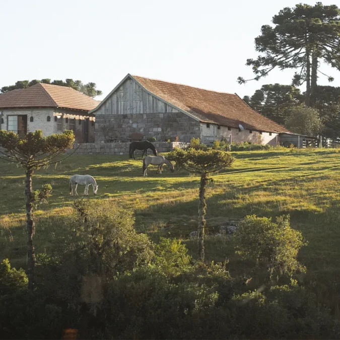 Queijaria Campo Nativo