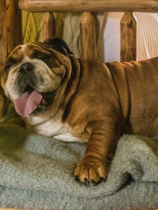 pet-friendly-caminha-parador-cambara-do-sul